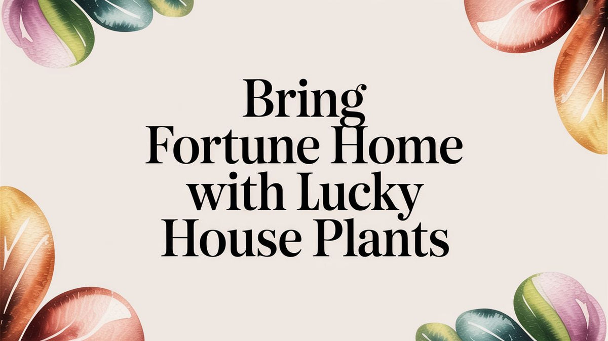 Bring Fortune Home with Lucky House Plants in the UAE - The Gift Shop