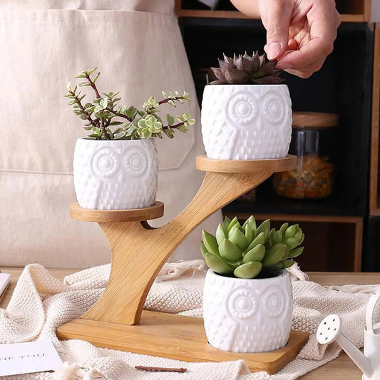 Succulent Pots & Bamboo Shelf - The Gift Shop