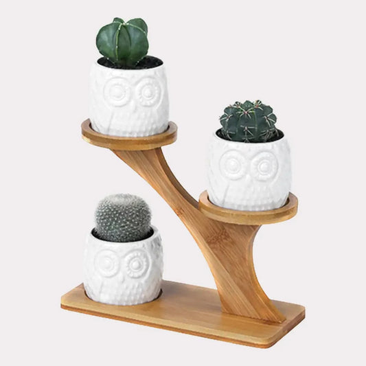 Succulent Pots & Bamboo Shelf - The Gift Shop